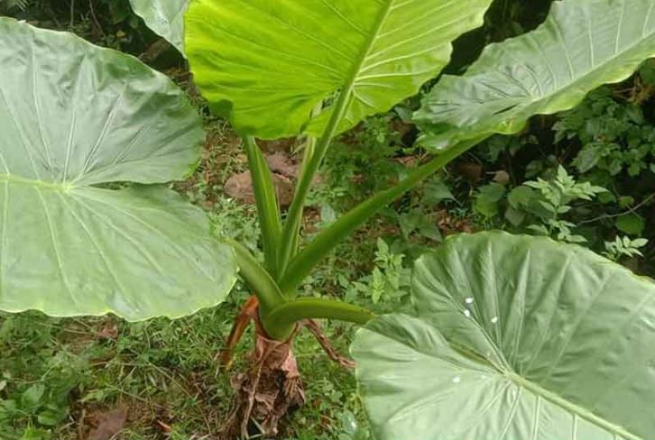 Cây Bạc Hà Nui