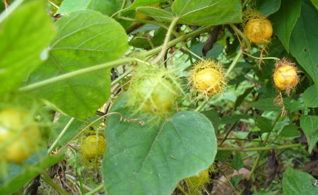 cây lạc tiên