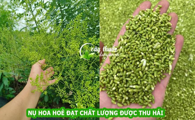 hoa hoè tươi