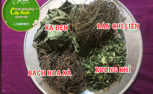 cây xương khỉ