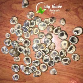 Tác dụng của Hạt Mã Tiền và mua hạt mã tiền ở đâu tốt