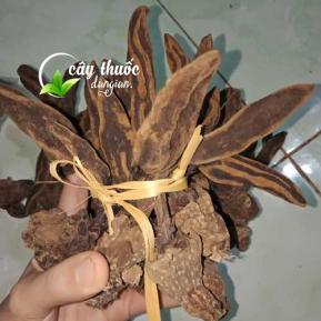 Tác dụng của nấm ngọc cẩu và mua nấm ngọc cẩu ở đâu chất lượng