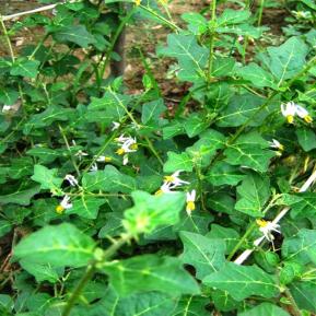 Cà Gai Leo – Cây thuốc quý có tác dụng chữa bệnh gan hiệu quả