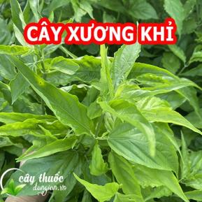 Cây xương khỉ có tác dụng gì và mua cây xương khỉ ở đâu tốt