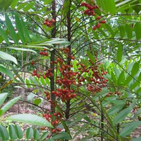 Cây mật nhân hỗ trợ chữa bệnh viêm gan b và mua mật nhân ở đâu tốt