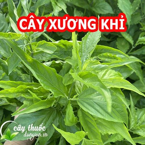  Cây xương khỉ có tác dụng gì và mua cây xương khỉ ở đâu tốt
