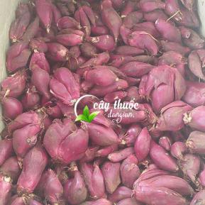 Sâm đại hành, tỏi đỏ vị thuốc bổ máu, điều trị viêm nhiễm