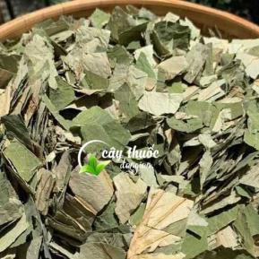 Lá sen giảm cân, an thần và mua lá sen ở đâu tốt