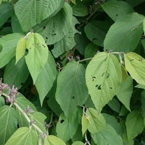 Cây an xoa cây thuốc hỗ trợ điều trị viêm gan