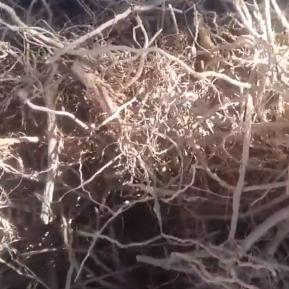 Rễ cà gai leo giải độc bia rượu cực kỳ hiệu quả