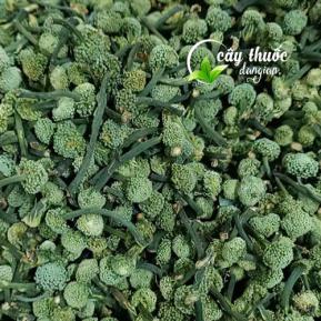 Nụ tam thất bao tử Hòa Bình loại xanh non hạng 1