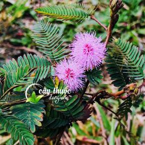 Cây xấu hổ - công dụng chữa đau nhức xương khớp, mất ngủ