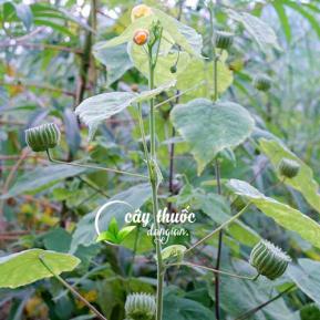 Cây cối xay và công dụng tuyệt vời điều trị xương khớp, thanh nhiệt, giải độc