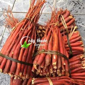Sâm Cau Đỏ - 