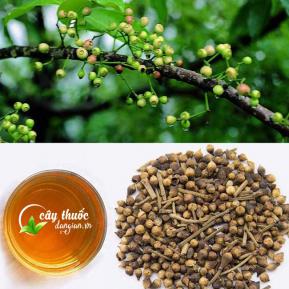 Trà Nụ Vối Và Lá Vối Giúp Giúp Giảm Cân Và Mỡ Máu