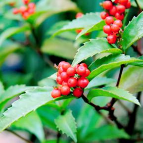 CÂY SÓI RỪNG HỖ TRỢ ĐIỀU TRỊ BỆNH UNG THƯ, ĐAU NHỨC XƯƠNG KHỚP