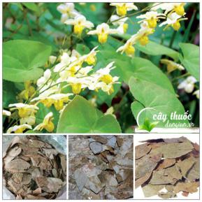 Dâm dương hoắc tráng dương bổ thận, hỗ trợ điều trị bệnh liệt dương