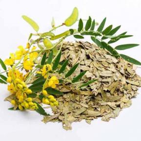 PHAN TẢ DIỆP – GIÚP NHUẬN TRÀNG TRỊ TÁO BÓN, HIỆU QUẢ GIẢM CÂN