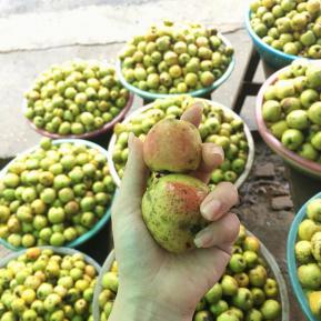 Táo Mèo (Sơn Tra) – Đặc sản Tây Bắc bồi bổ sức khỏe, tăng đề kháng